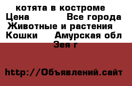 котята в костроме › Цена ­ 2 000 - Все города Животные и растения » Кошки   . Амурская обл.,Зея г.